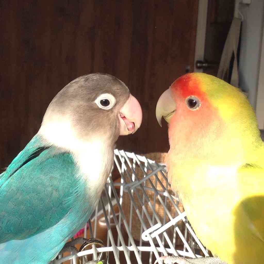 ペットの写真の撮り方を教えてください