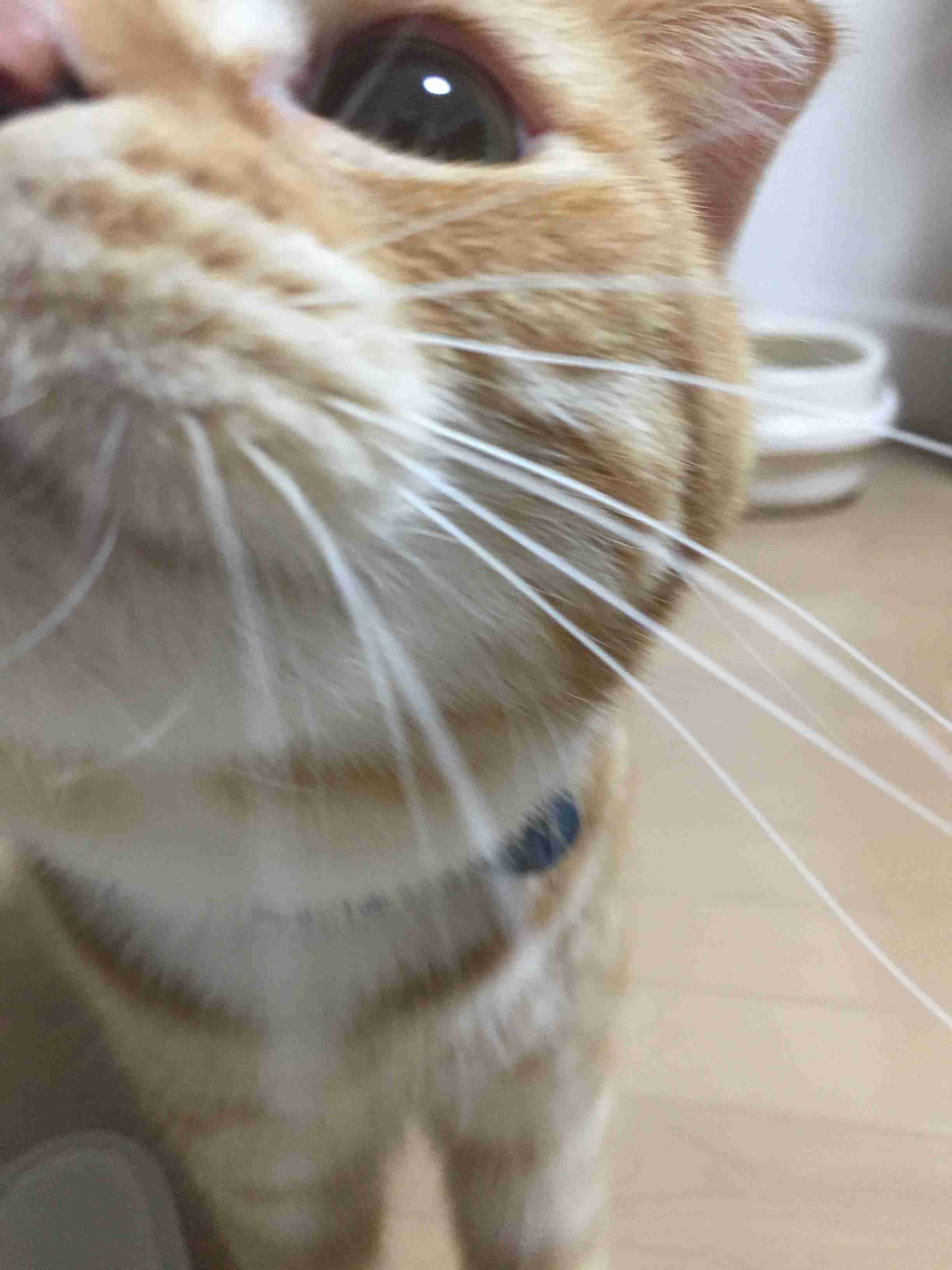 ペットの写真の撮り方を教えてください
