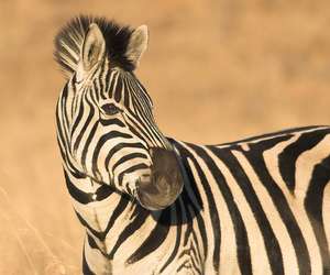 Zeebra、「ゼブラ」と名前間違えられ激怒　2ショット撮ったファンに...「完全なる撮り損」