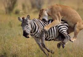 Zeebra、「ゼブラ」と名前間違えられ激怒 2ショット撮ったファンに...「完全なる撮り損」