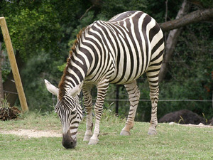 Zeebra、「ゼブラ」と名前間違えられ激怒　2ショット撮ったファンに...「完全なる撮り損」