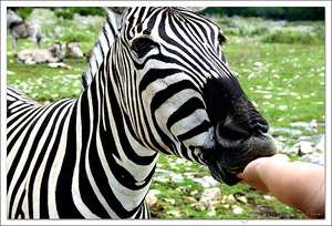 Zeebra、「ゼブラ」と名前間違えられ激怒　2ショット撮ったファンに...「完全なる撮り損」