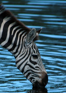 Zeebra、「ゼブラ」と名前間違えられ激怒　2ショット撮ったファンに...「完全なる撮り損」