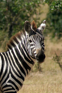 Zeebra、「ゼブラ」と名前間違えられ激怒　2ショット撮ったファンに...「完全なる撮り損」