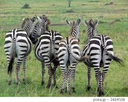 Zeebra、「ゼブラ」と名前間違えられ激怒　2ショット撮ったファンに...「完全なる撮り損」