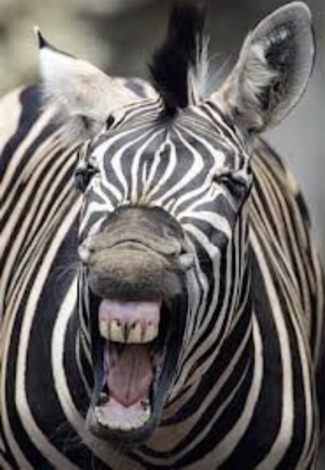 Zeebra、「ゼブラ」と名前間違えられ激怒　2ショット撮ったファンに...「完全なる撮り損」