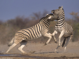 Zeebra、「ゼブラ」と名前間違えられ激怒　2ショット撮ったファンに...「完全なる撮り損」