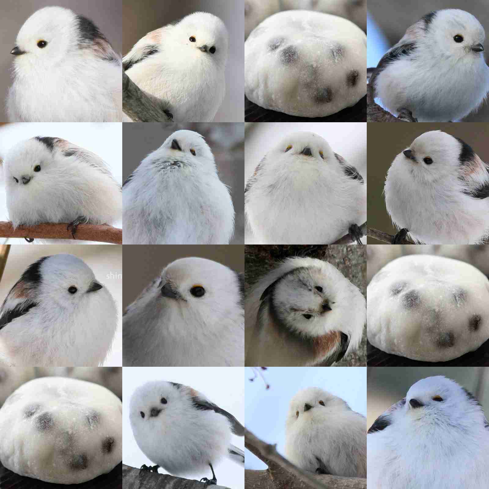 1番好きな動物は何ですか?