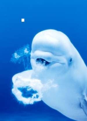 1番好きな動物は何ですか?