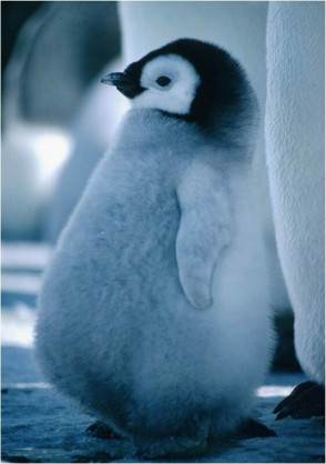 1番好きな動物は何ですか?