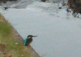 1番好きな動物は何ですか?