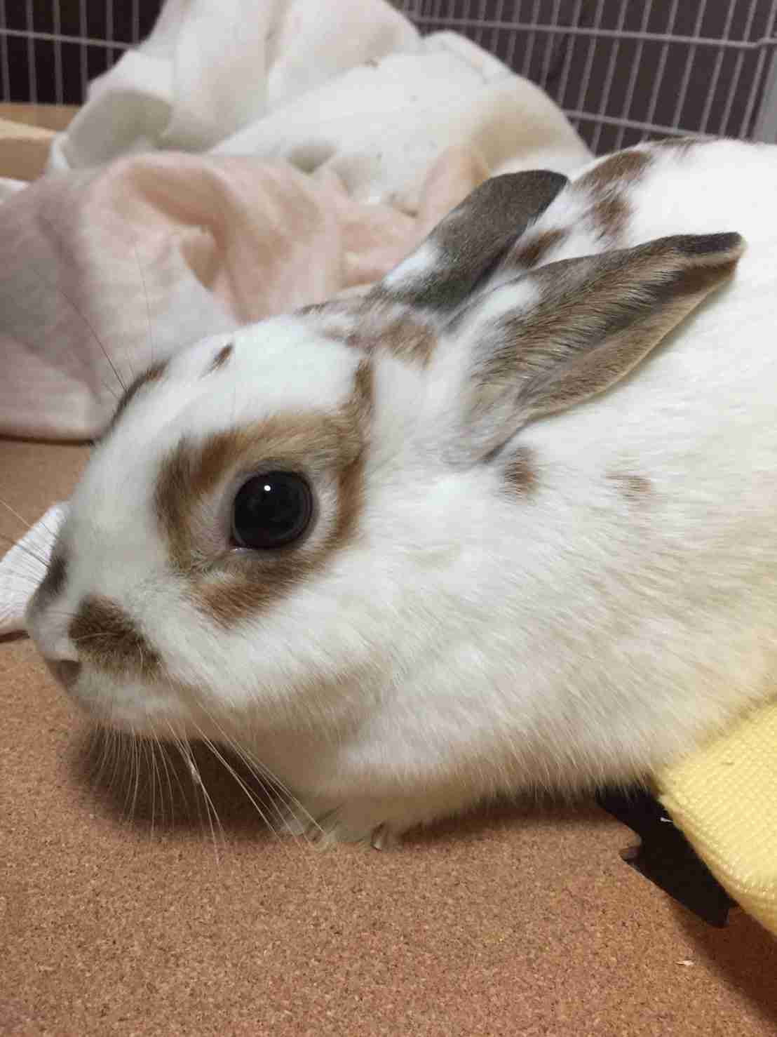 1番好きな動物は何ですか?