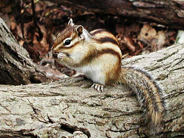 1番好きな動物は何ですか?