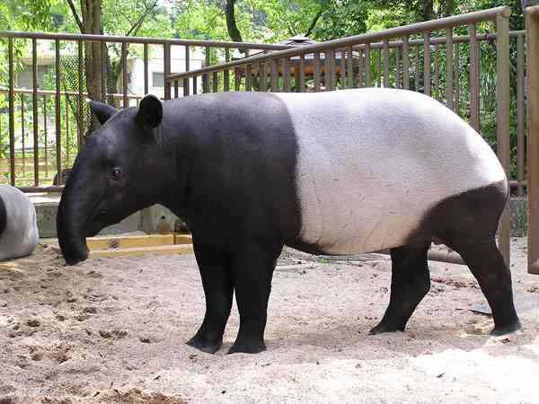 1番好きな動物は何ですか?