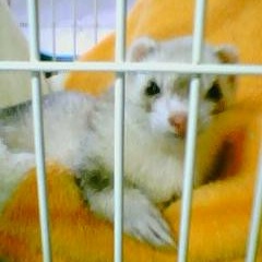 1番好きな動物は何ですか?