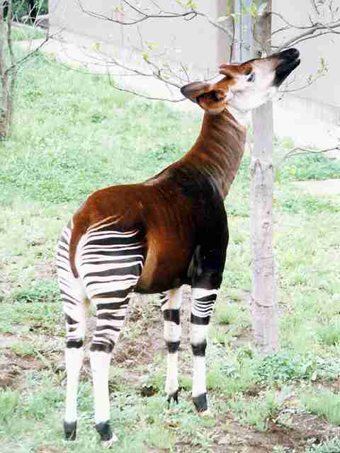 1番好きな動物は何ですか?