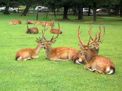 1番好きな動物は何ですか?