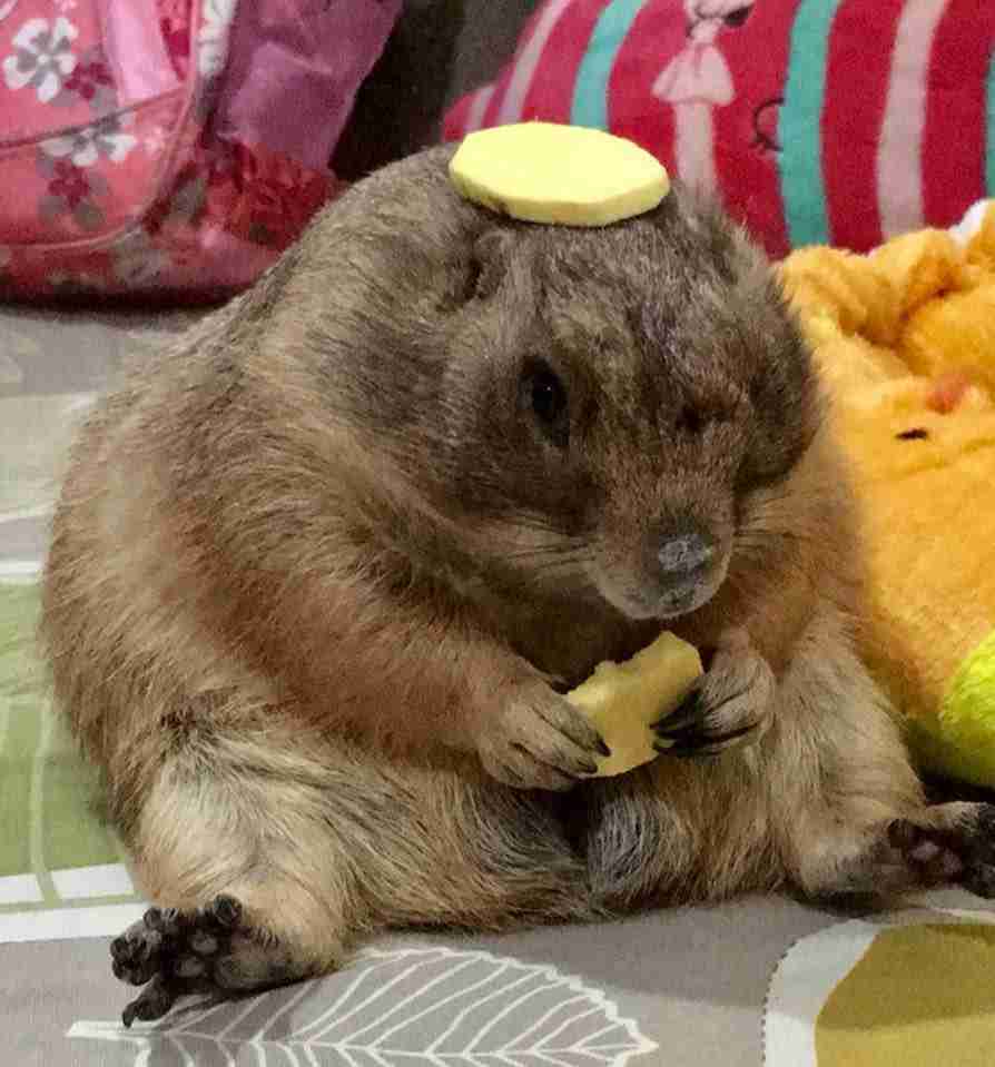 1番好きな動物は何ですか?