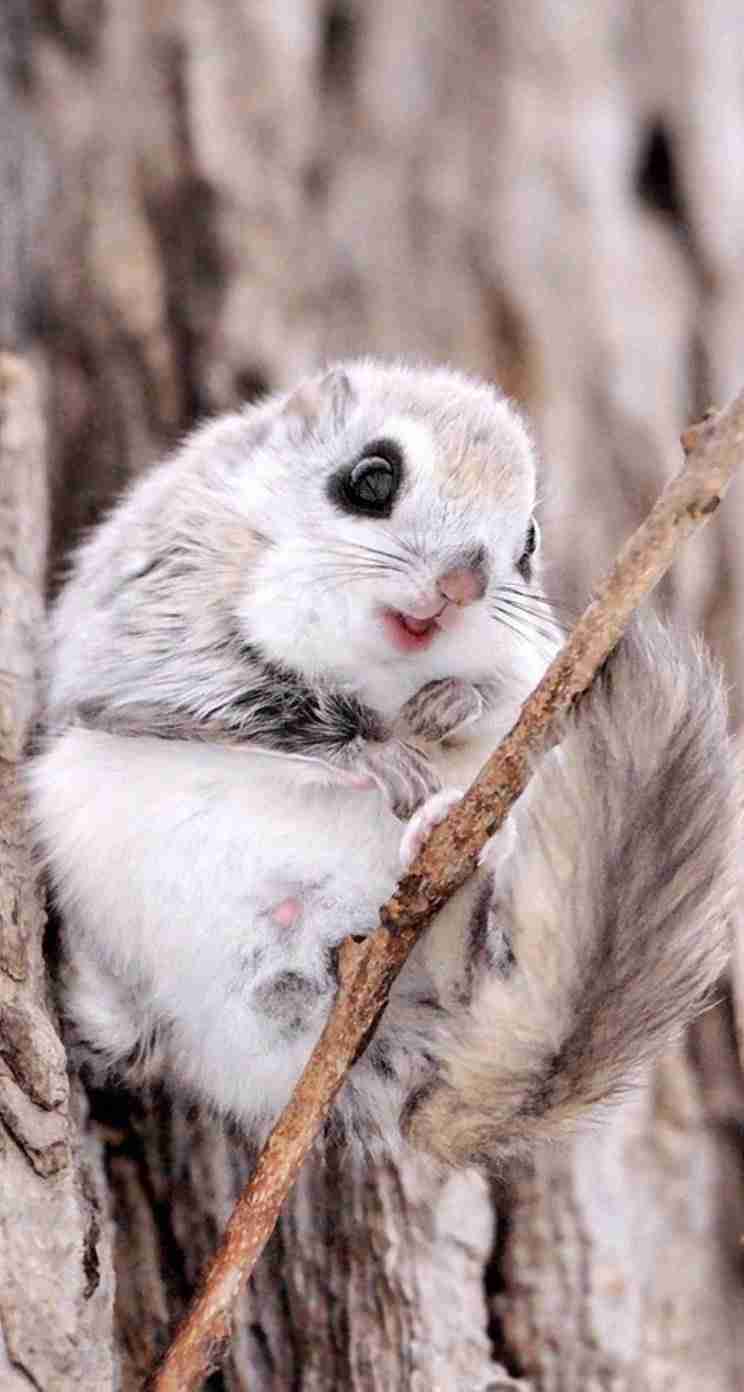 1番好きな動物は何ですか?