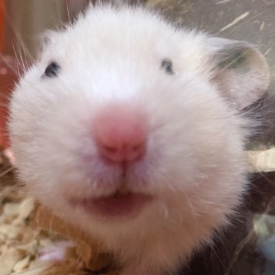 1番好きな動物は何ですか?