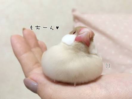 1番好きな動物は何ですか?