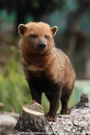 1番好きな動物は何ですか?