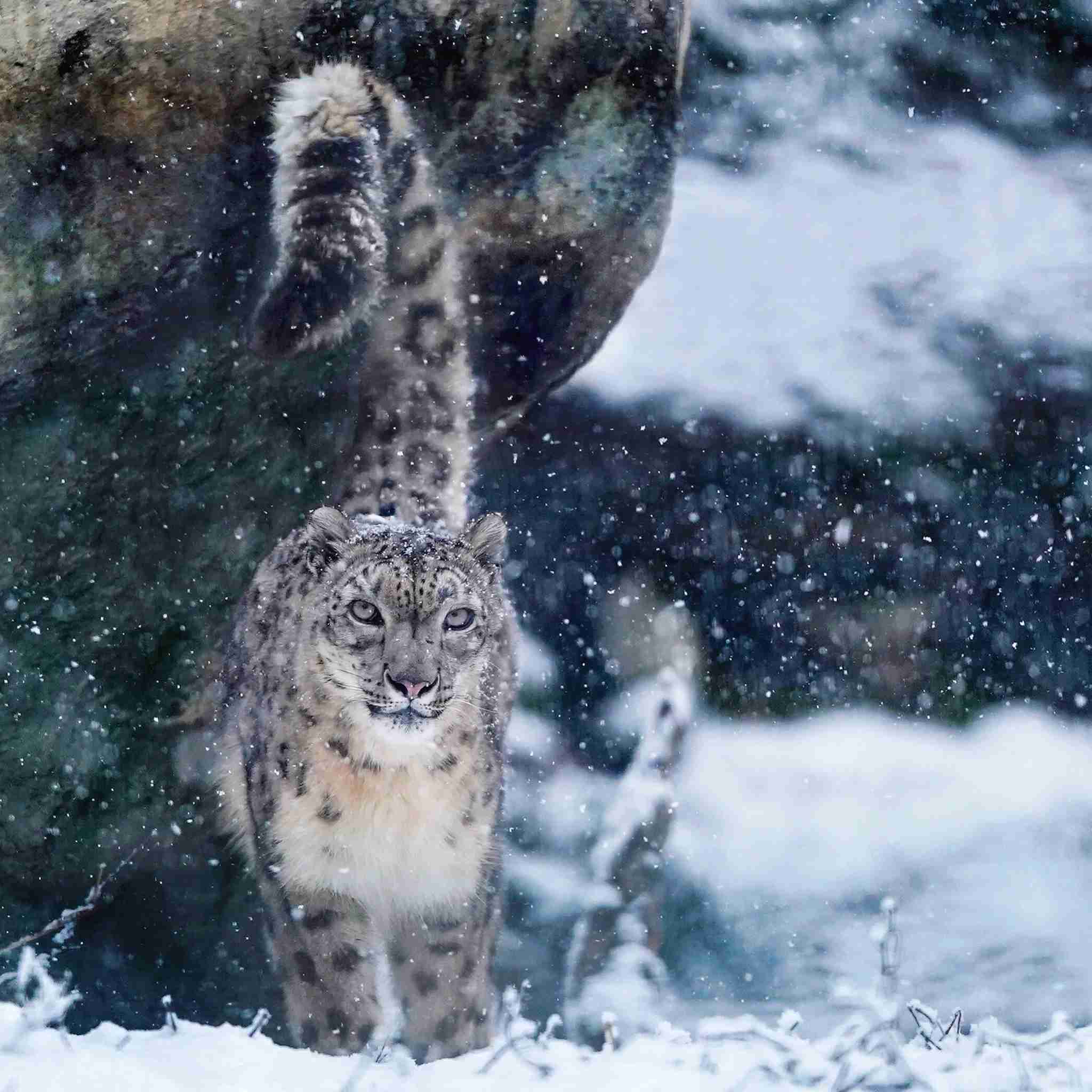 1番好きな動物は何ですか?