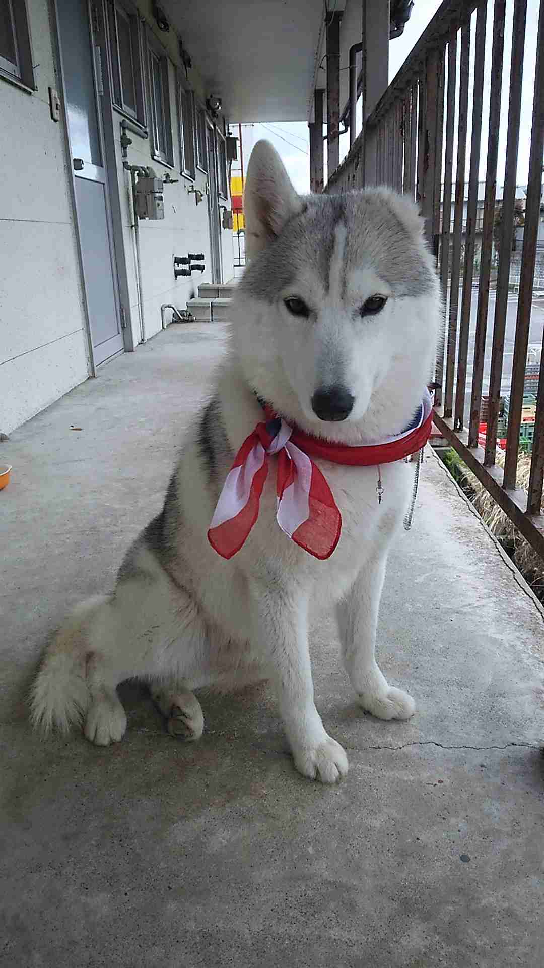 1番好きな動物は何ですか?