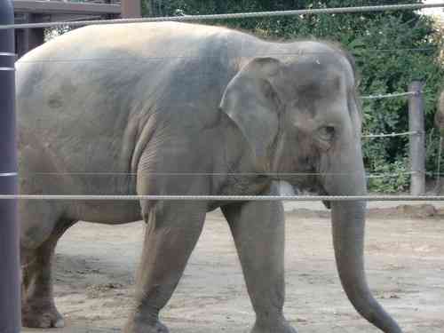 1番好きな動物は何ですか?