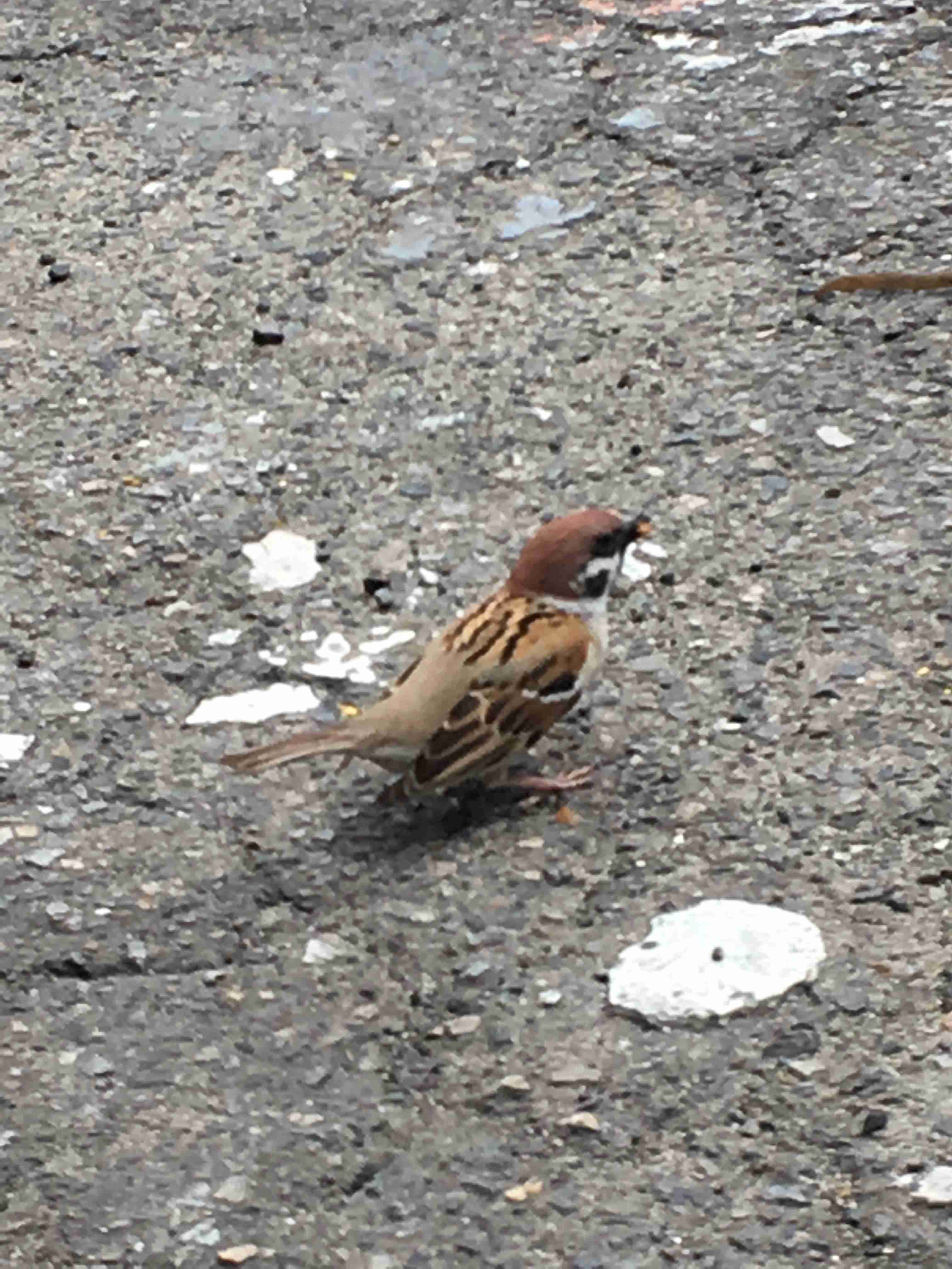 1番好きな動物は何ですか?