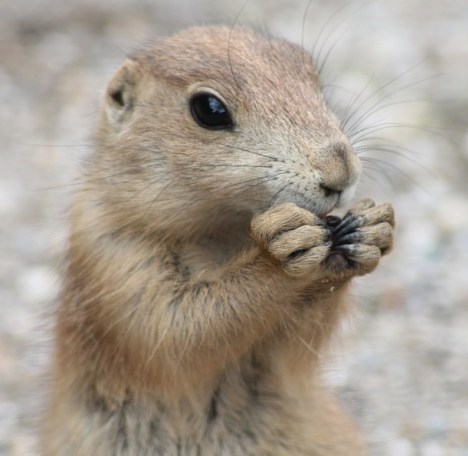 1番好きな動物は何ですか?