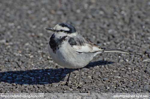 1番好きな動物は何ですか?