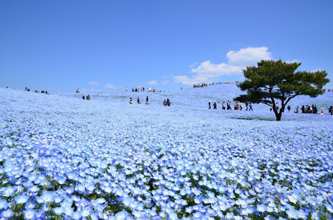茨城県民集まれ〜(o^^o)