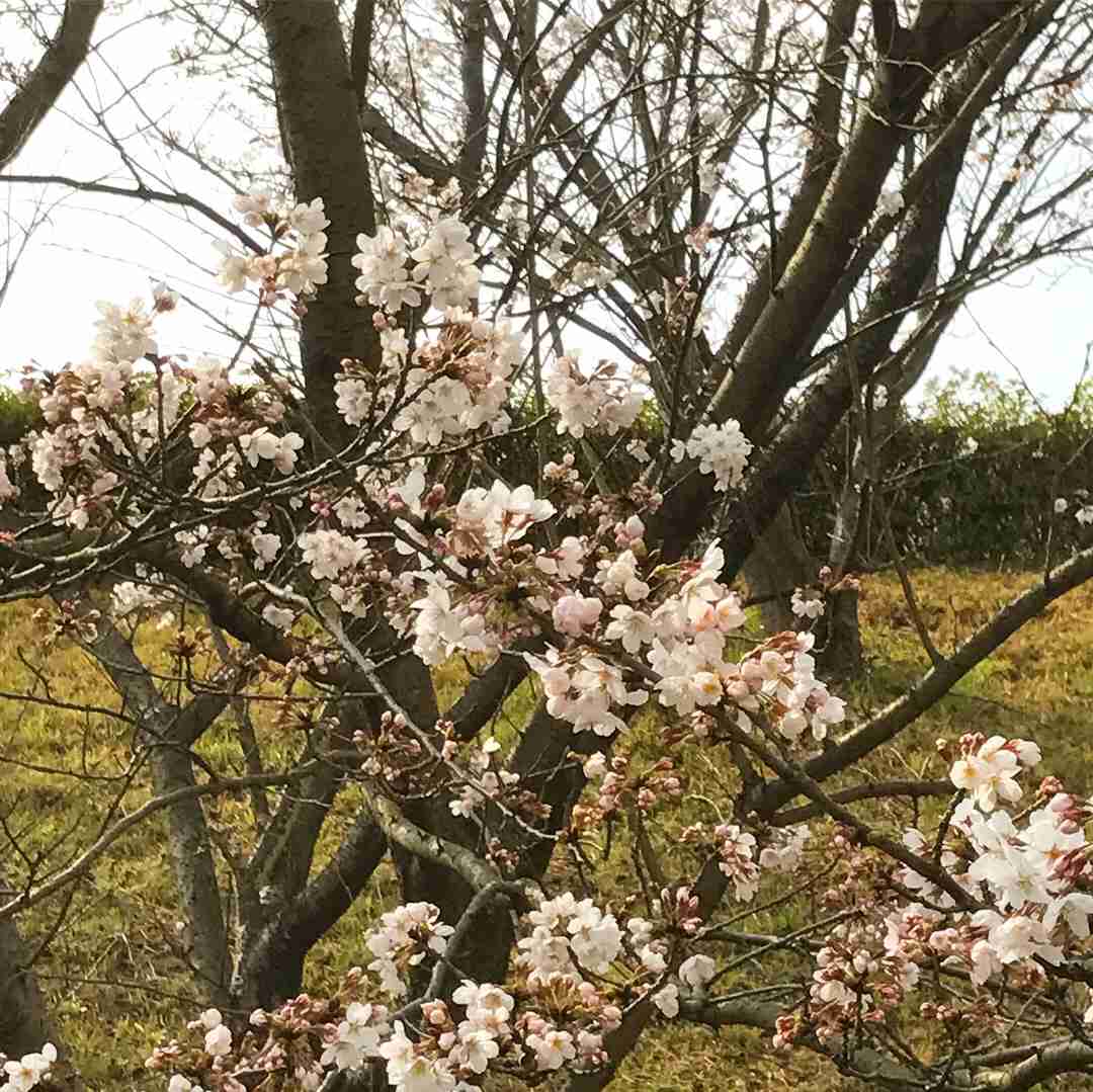 日本全国さくら情報！