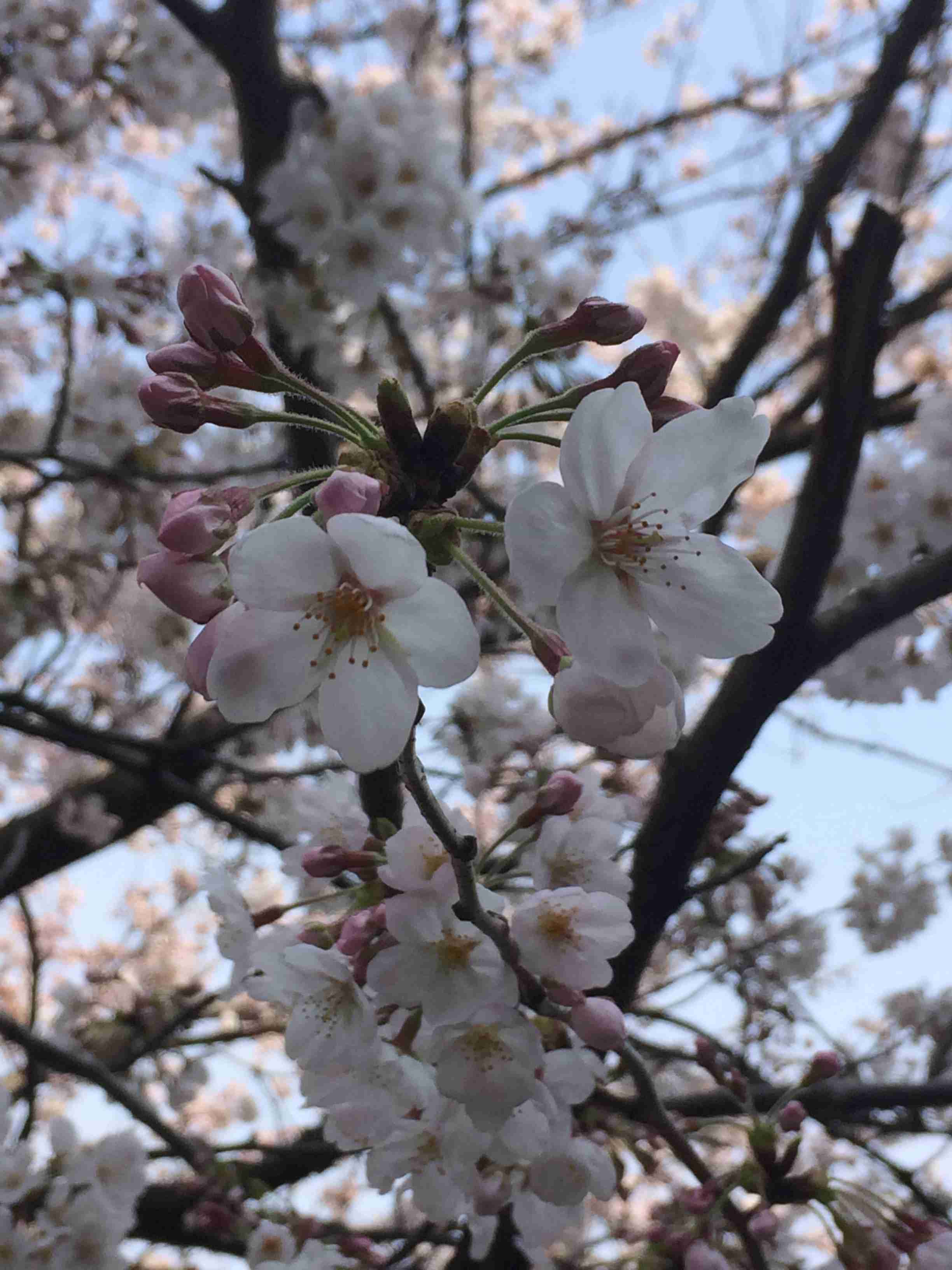 日本全国さくら情報！