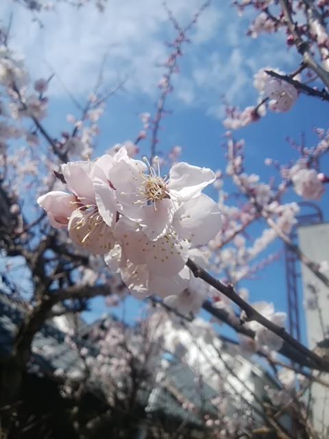 日本全国さくら情報！