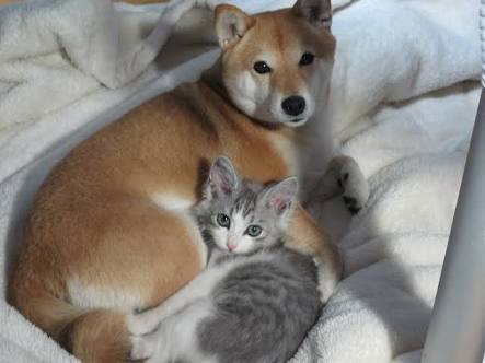 秋田犬と柴犬を交互に貼ろう！