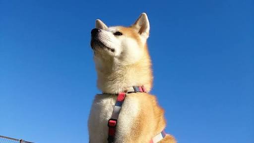 秋田犬と柴犬を交互に貼ろう！