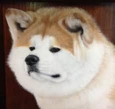 秋田犬と柴犬を交互に貼ろう！