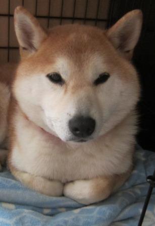 秋田犬と柴犬を交互に貼ろう！