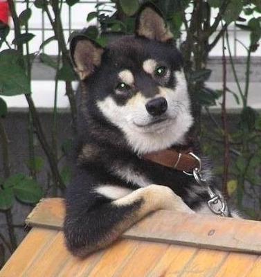 秋田犬と柴犬を交互に貼ろう！