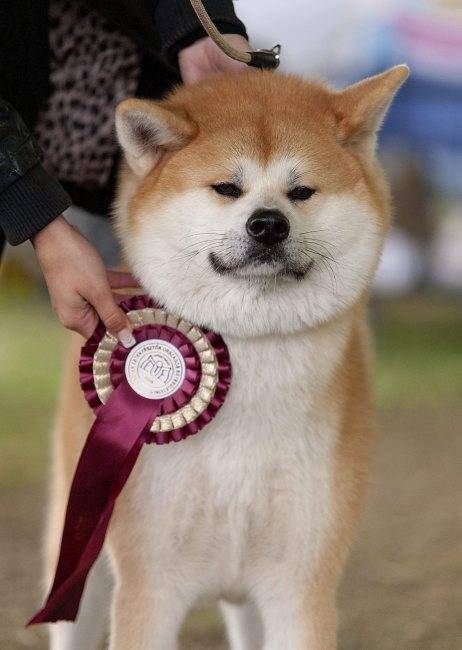 秋田犬と柴犬を交互に貼ろう！