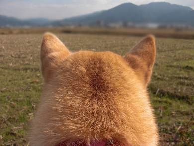 秋田犬と柴犬を交互に貼ろう！