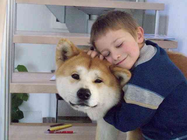 秋田犬と柴犬を交互に貼ろう！