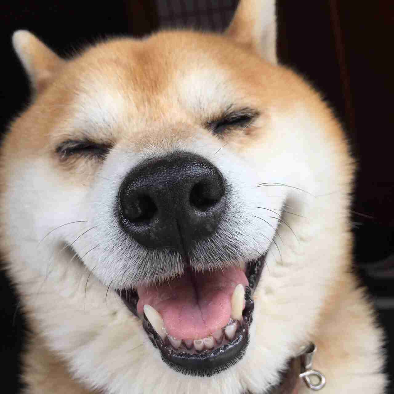 秋田犬と柴犬を交互に貼ろう！