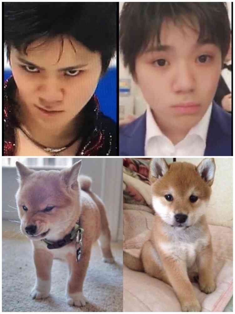 秋田犬と柴犬を交互に貼ろう！