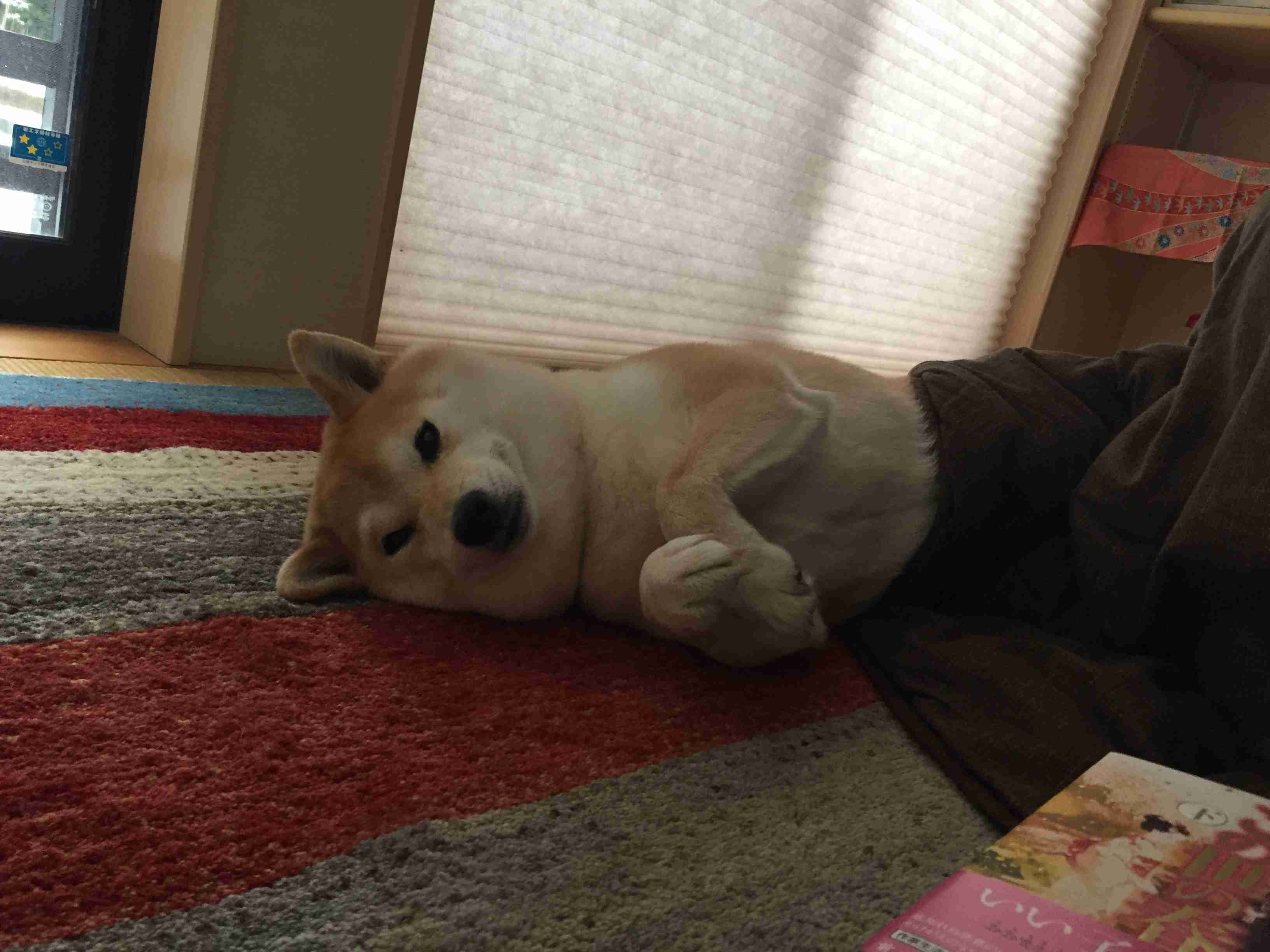 秋田犬と柴犬を交互に貼ろう！