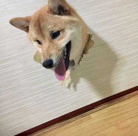 秋田犬と柴犬を交互に貼ろう！