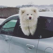 秋田犬と柴犬を交互に貼ろう！