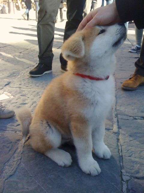 秋田犬と柴犬を交互に貼ろう！